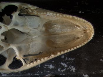 Media type: image;   Herpetology R-20609